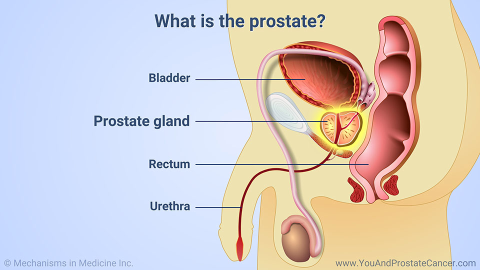 What is the prostate?