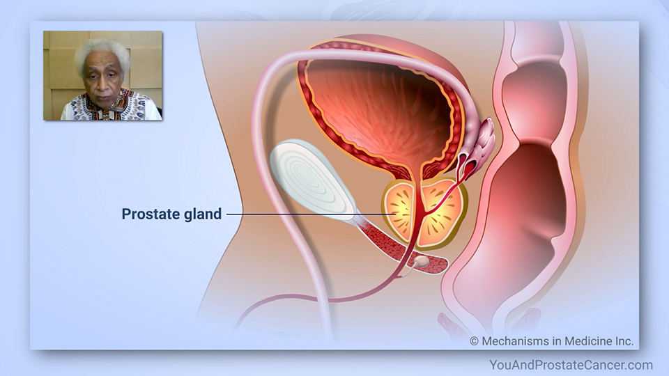 What is the prostate and what does it do?