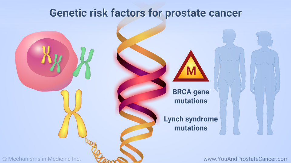Genetic risk factors for prostate cancer